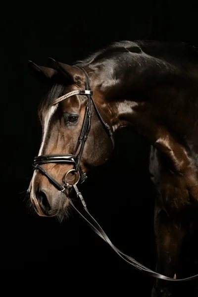 沙漠之鹰 - 马匹血统 - 金宝博