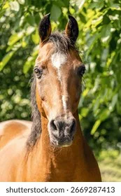 皇家信使 - 马匹血统 - 金宝博