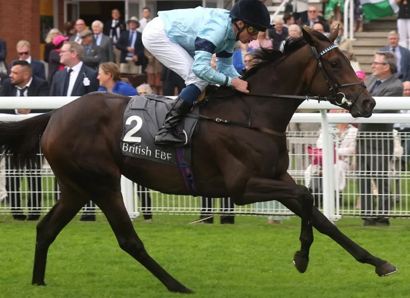 午夜狂奔 - 马匹血统 - 金宝博